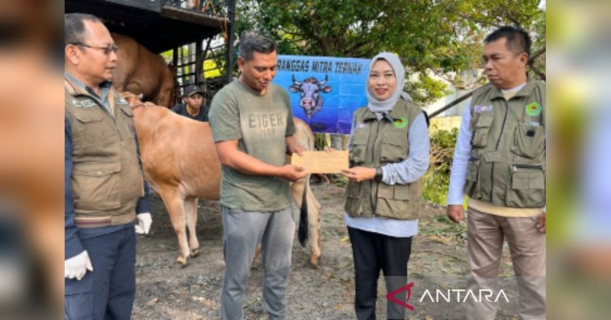 600 Sapi Madura Sehat, Siap Kirim ke Kalimantan Selatan untuk Kurban Idul Adha
