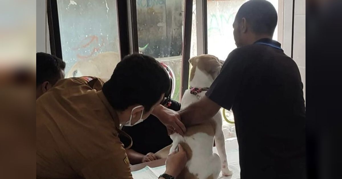 Pemkot Ambon Gencarkan Vaksinasi Rabies Hewan: Cegah Penyebaran Virus Mematikan