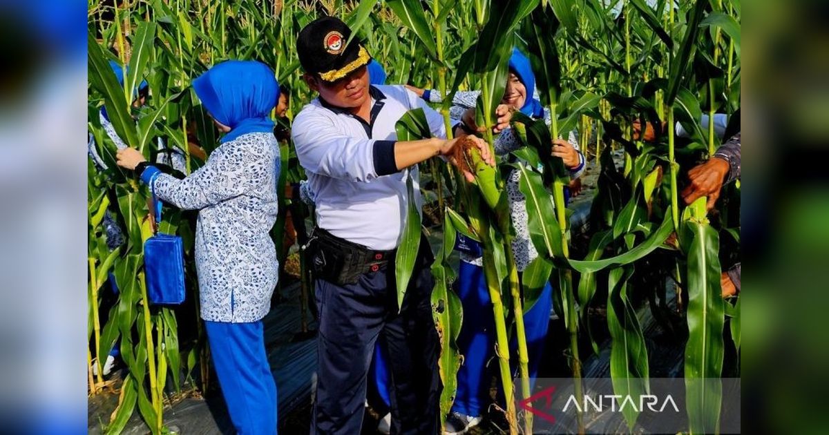 Lanal Ranai Natuna Panen 10.000 Bongkol Jagung Manis, Wujud Ketahanan Pangan
