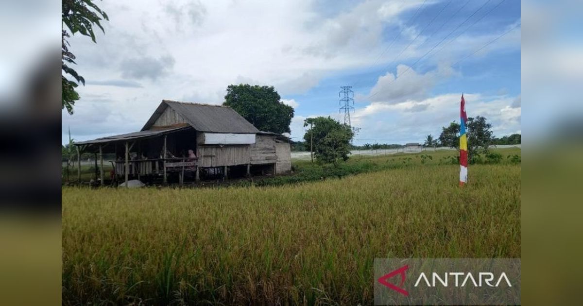 Nilai Tukar Petani Babel Anjlok 4,55 Persen di April 2025: Sektor Perkebunan Rakyat Terdampak Terbesar