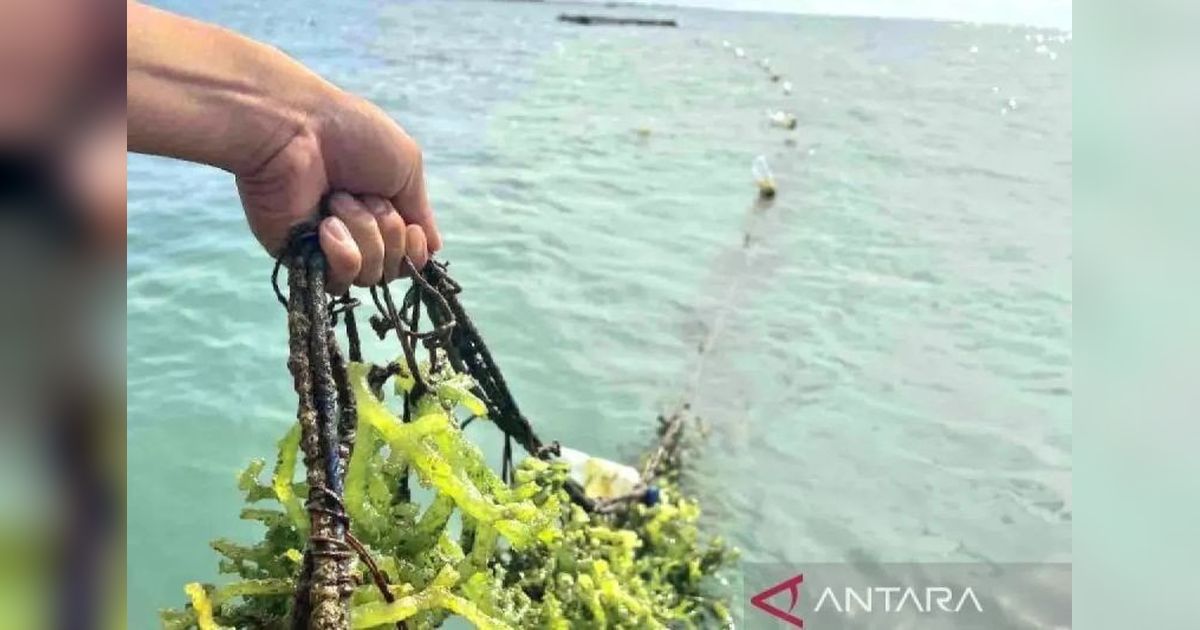 KKP Dorong Hilirisasi Rumput Laut Non-Hidrokoloid: Buka Peluang Bisnis Miliaran Dolar