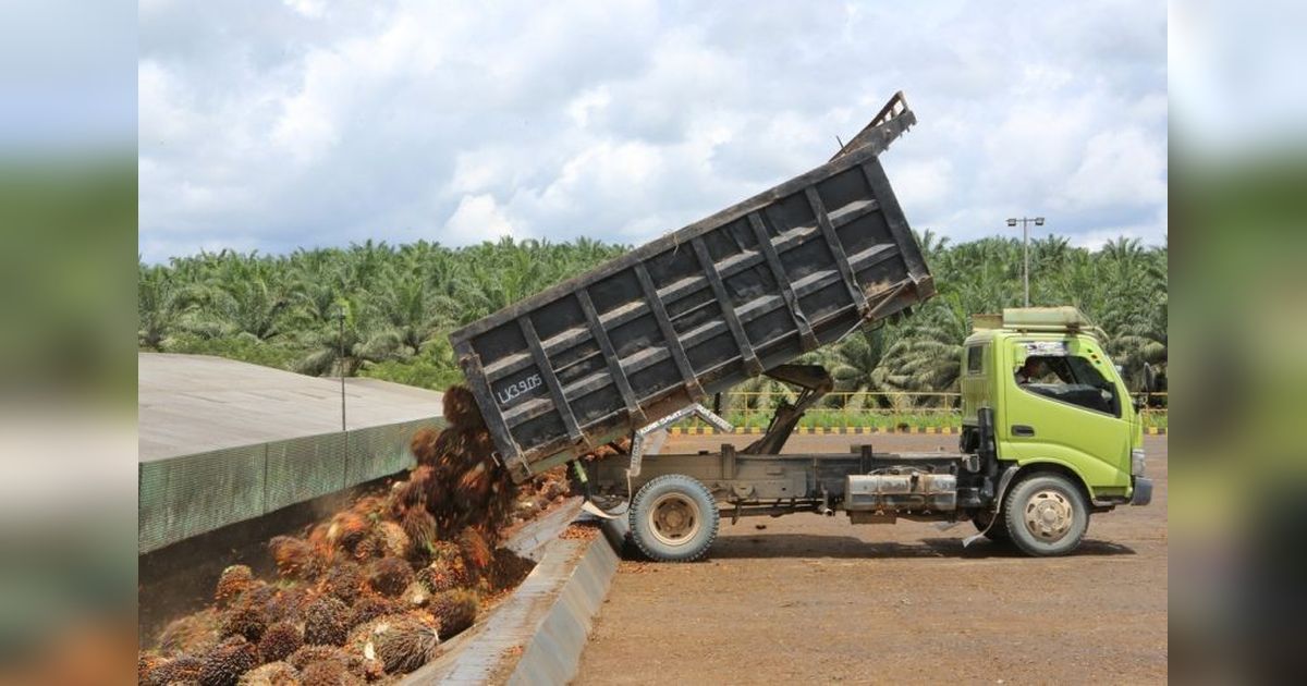 DSNG Raup Untung Rp367 Miliar di Kuartal I 2025, Harga CPO Melonjak