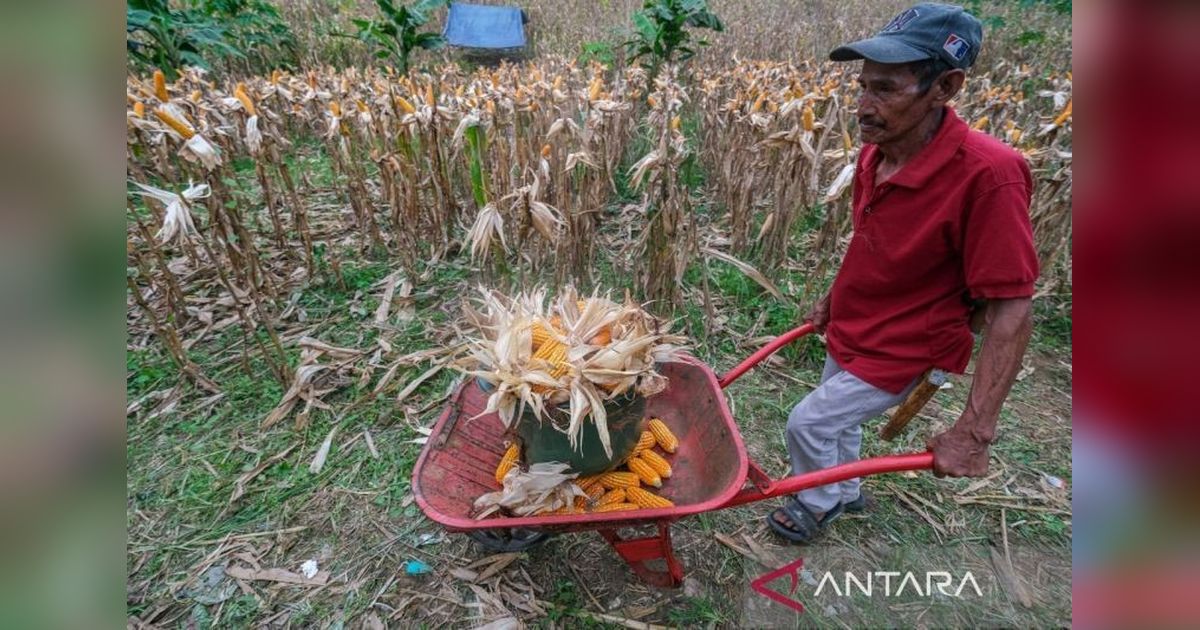 BPS Prediksi Produksi Jagung Melonjak di Semester Pertama 2025