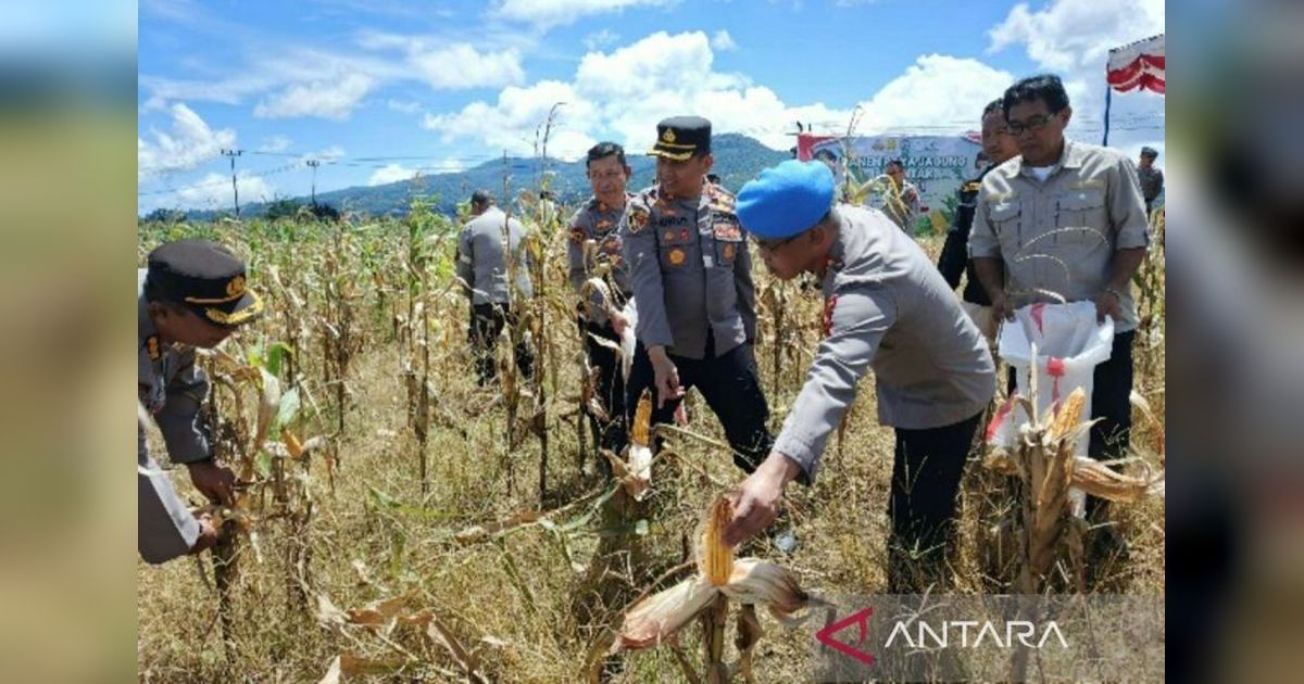 Polda Sulut Sukses Panen Jagung Perdana, Dukung Ketahanan Pangan Nasional