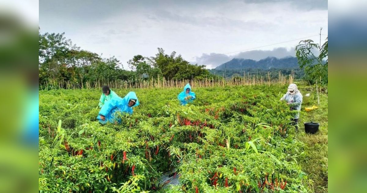 Kesejahteraan Petani Sulut Meningkat, NTP Tembus 126,19 pada April 2025!