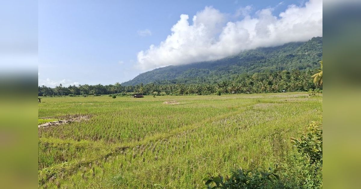 Bulog Lampung Serap Gabah Petani Capai 155 Ribu Ton, Lampaui Target Awal