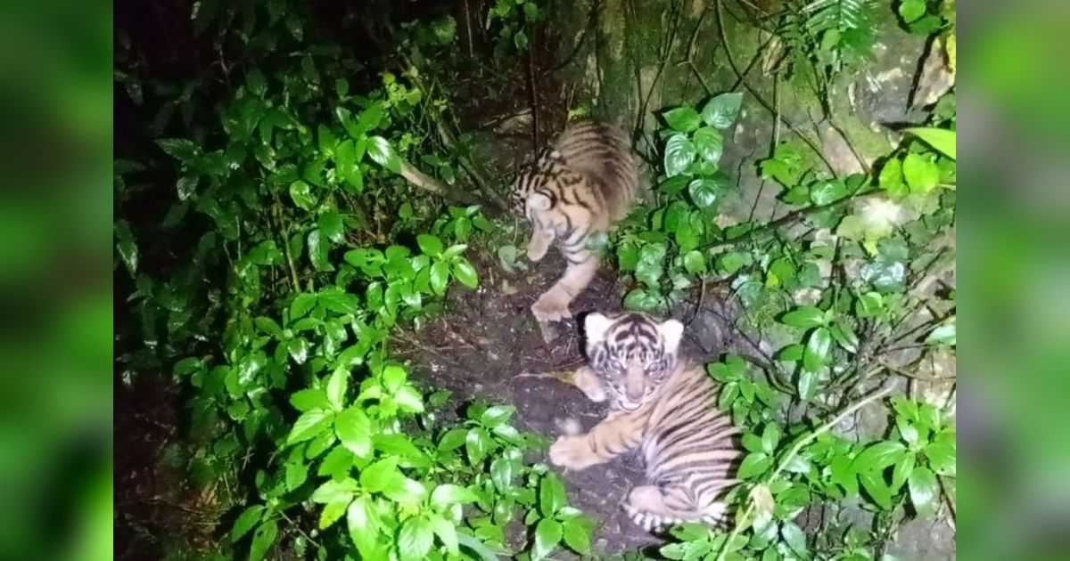 Kelahiran Dua Anak Harimau Sumatra di Suaka Margasatwa Barumin: Simbol Harapan Baru Konservasi