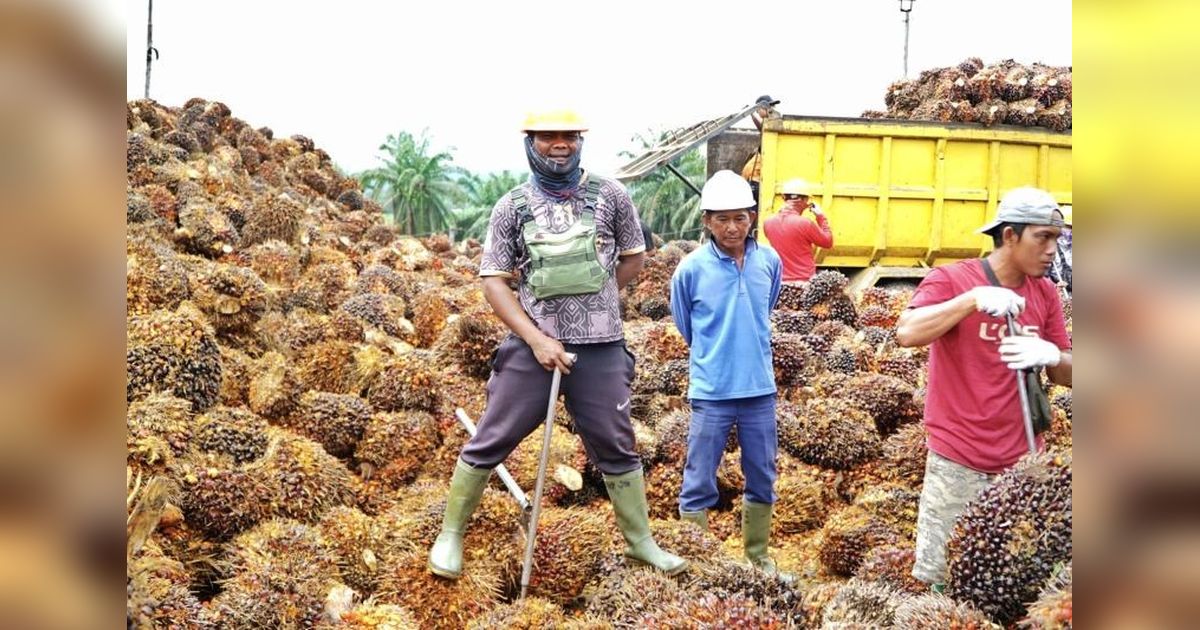 DPR Diminta Kaji Ulang Besaran DBH Sawit Bengkulu: Angka Rp40 Miliar Dinilai Terlalu Kecil