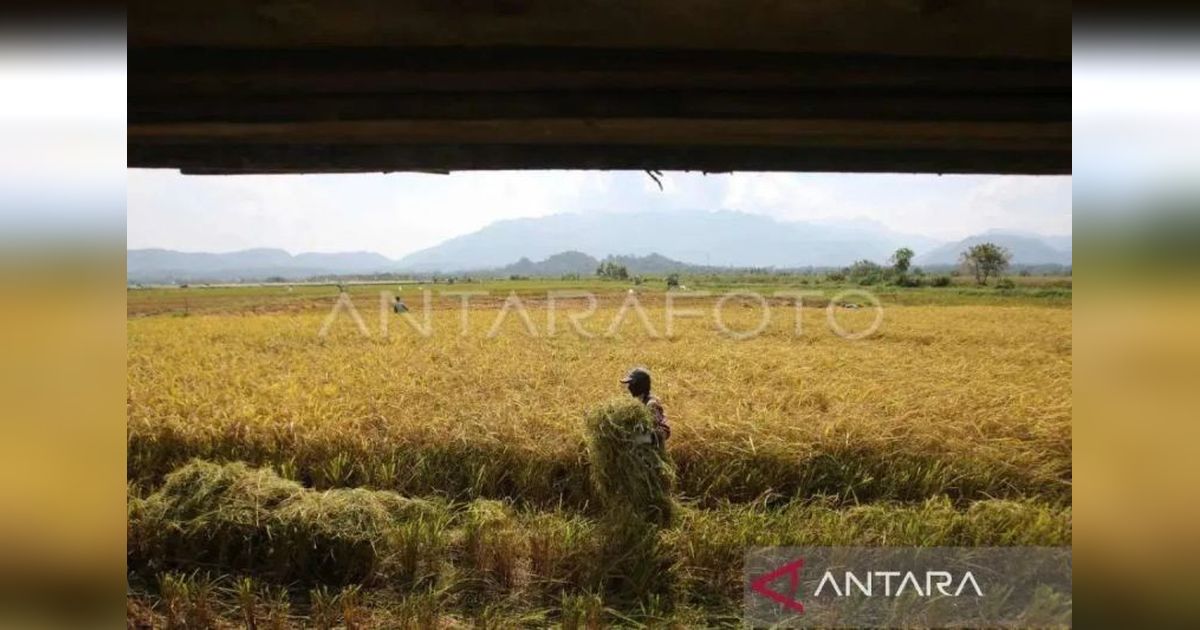 NTP Sumsel Anjlok 7,12 Persen di April 2025: Indeks Petani Turun, Harga Konsumsi Naik