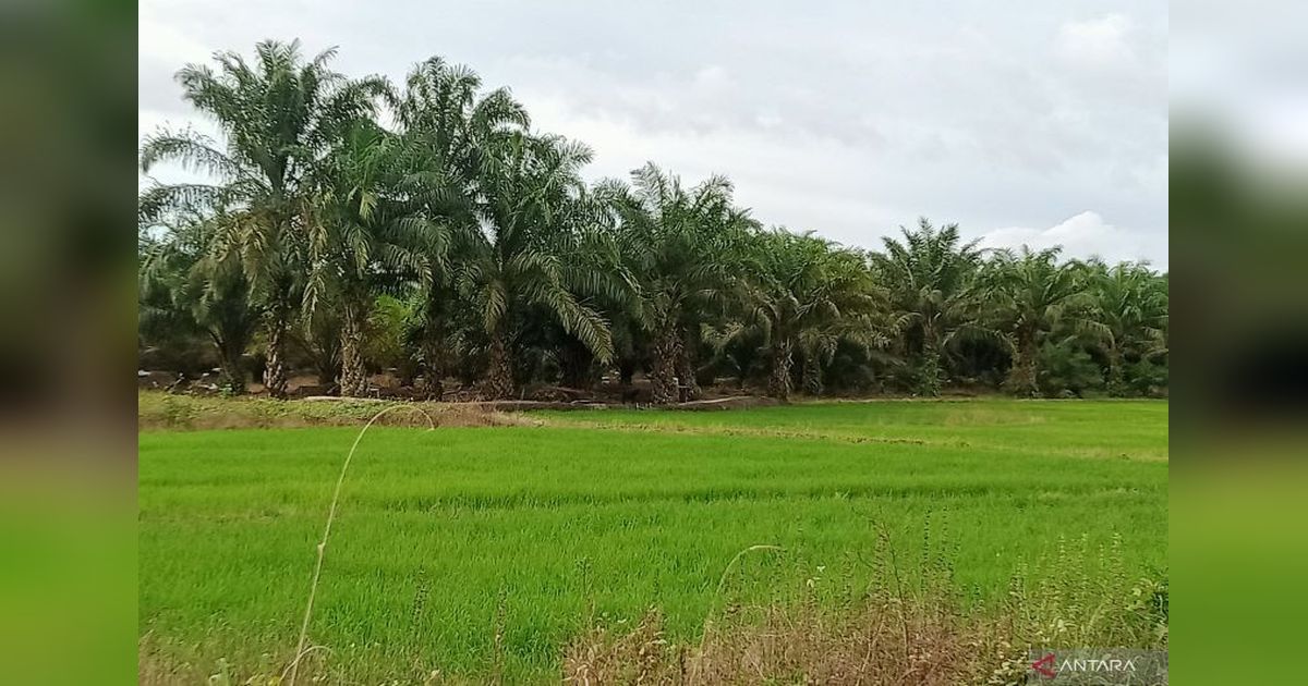 Penajam Paser Utara Perkenalkan Sistem Tanam Jarwo untuk Tingkatkan Produksi Beras