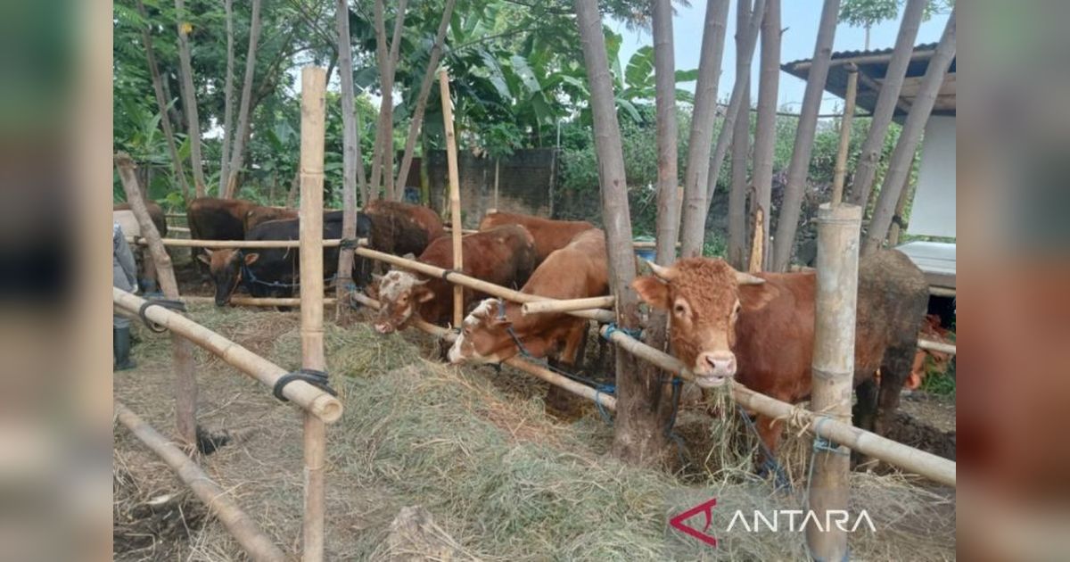 Bantul Perketat Pengawasan Kesehatan Hewan Kurban Jelang Idul Adha