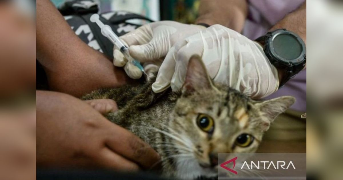Purwakarta Berantas Rabies: Vaksinasi Hewan Peliharaan Gratis Dua Kali Seminggu