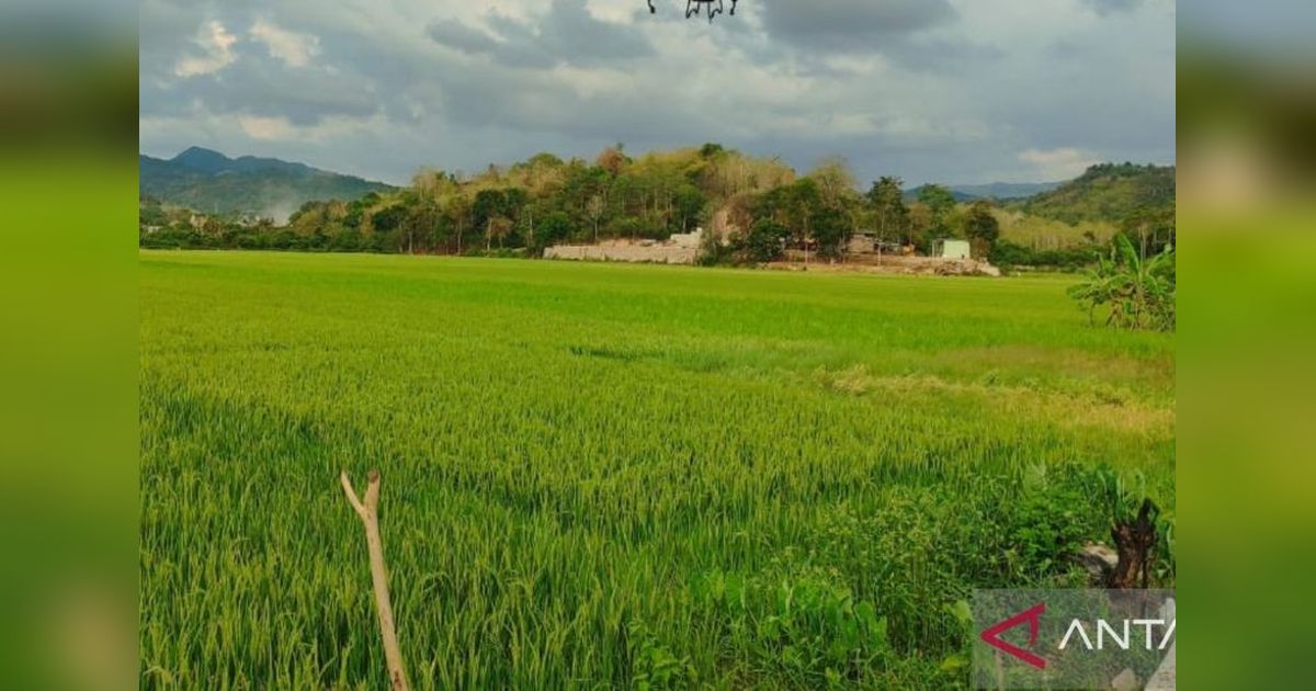 Pupuk Indonesia Pastikan Stok Pupuk Subsidi di Manggarai Barat Tercukupi