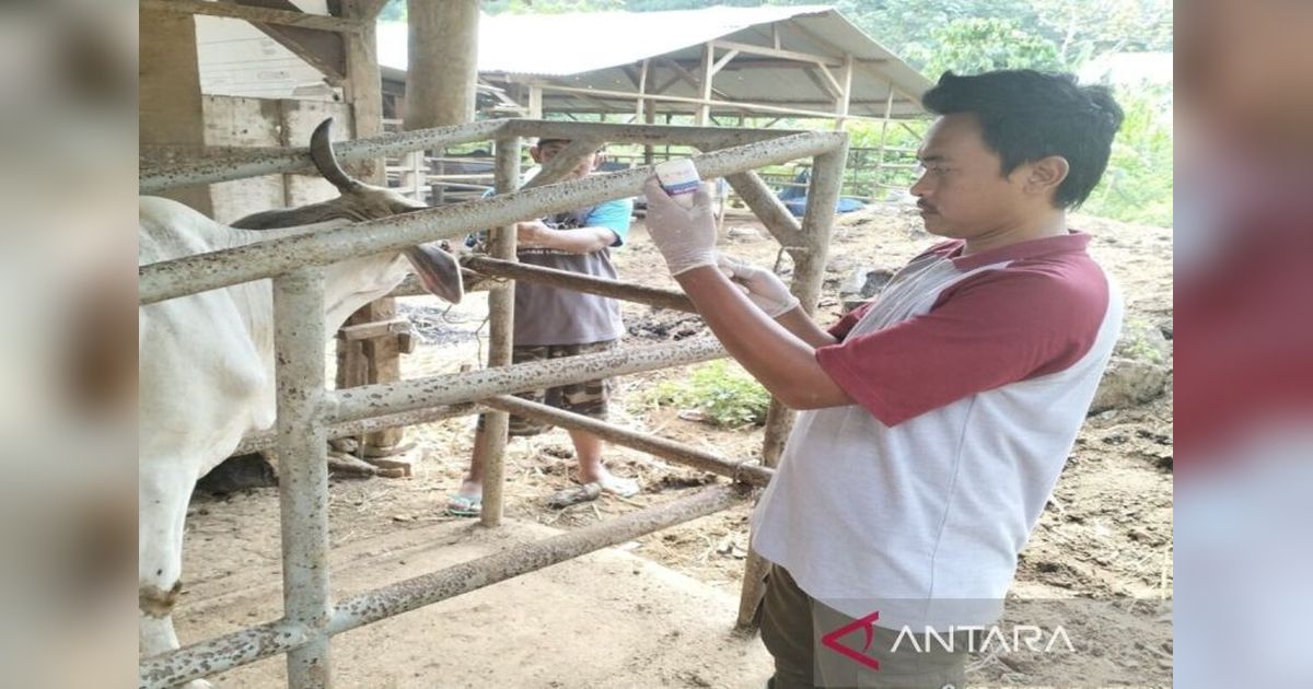 Lampung Selatan Perketat Pengawasan Hewan Kurban Jelang Idul Adha
