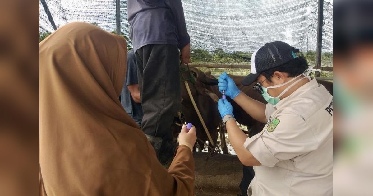 Waspada PMK Jelang Idul Adha, DKPP Batam Gencarkan Monitoring Kesehatan Ternak