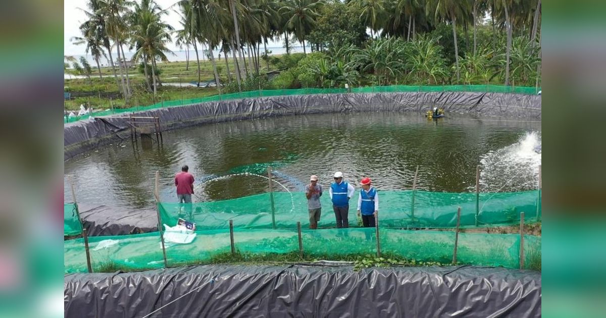 Hemat 70%! Tambak Udang Sulbar Makin Untung Berkat Listrik Hijau PLN