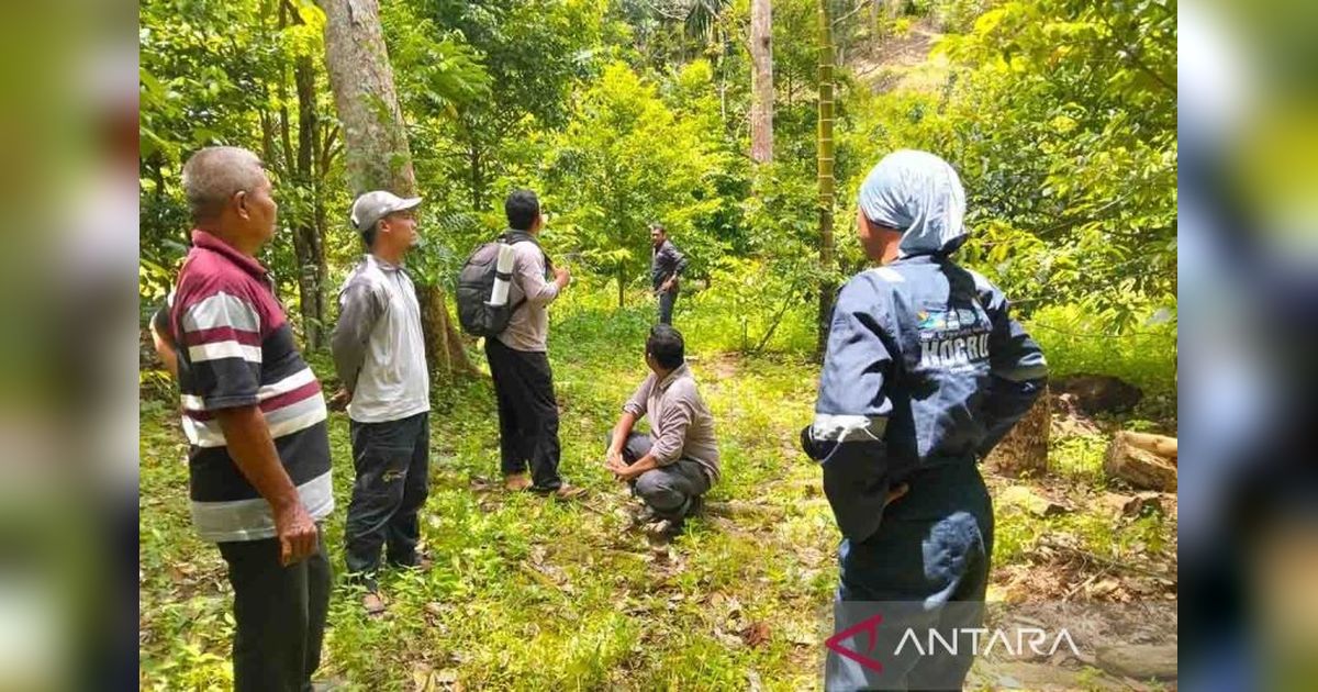 BKSDA Aceh Gunakan Mercon Usir Beruang Madu di Abdya