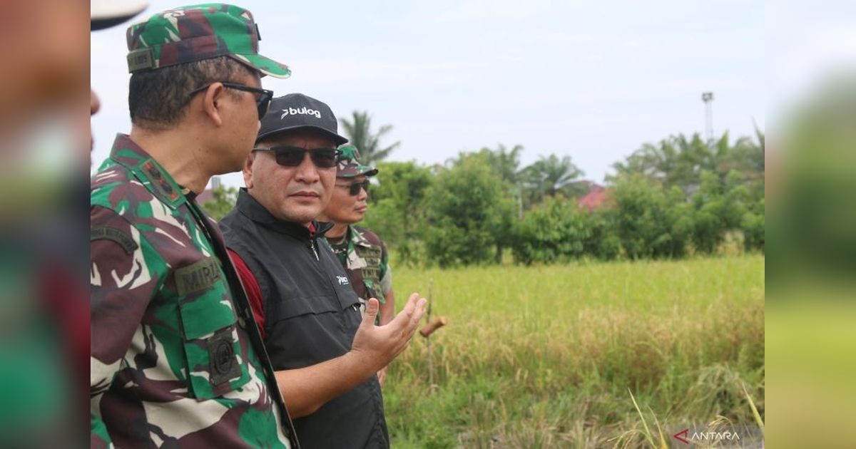 Bulog Meulaboh Capai Serapan Gabah 8.976 Ton, Dekati Target Swasembada Pangan