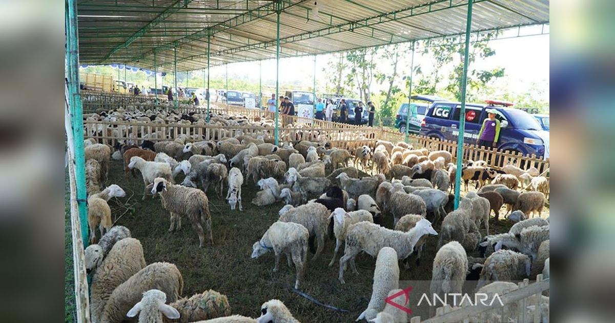 DIY Larang Dua Zona di Gunungkidul Pasok Hewan Kurban Antisipasi Antraks