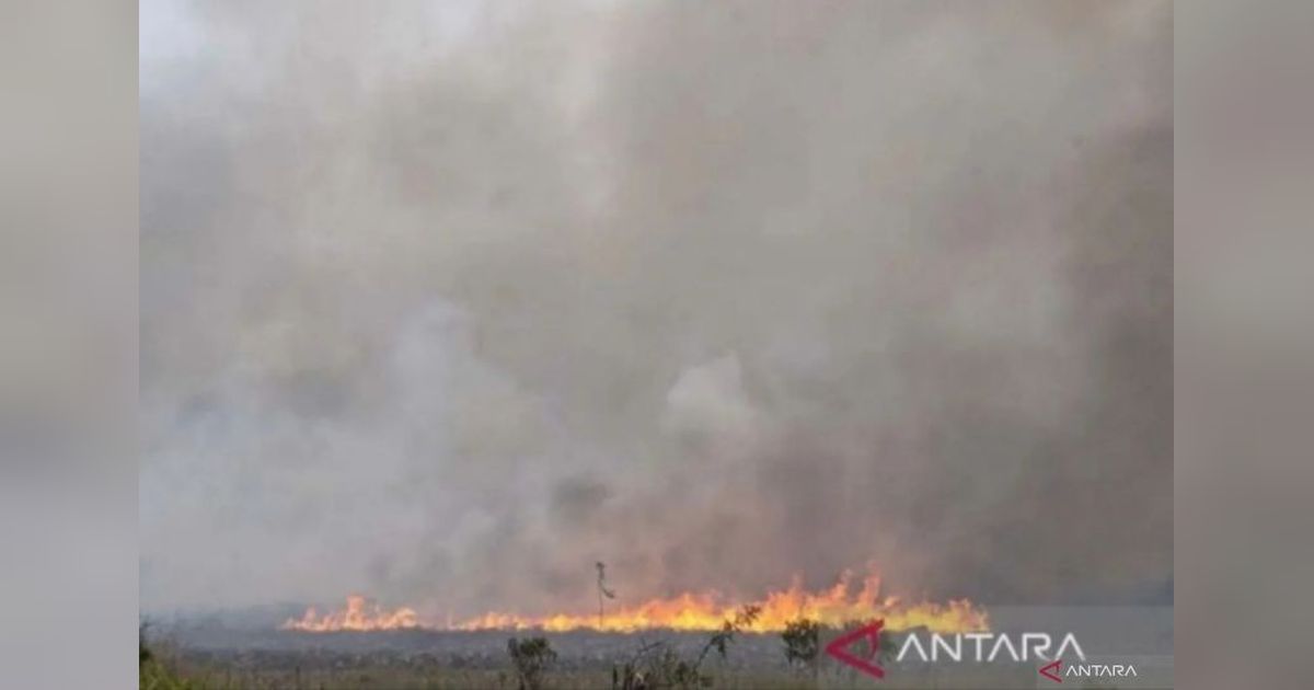 BNPB Desak Kalimantan Tengah Tingkatkan Kesiapsiagaan Karhutla