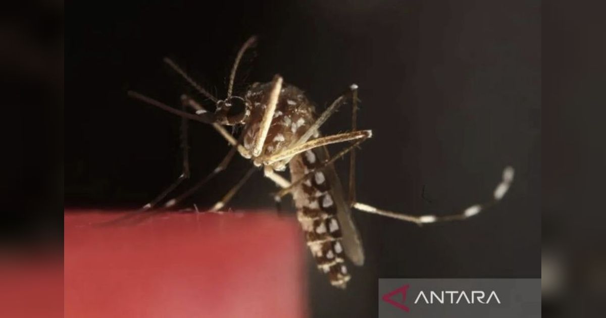 Cegah Malaria dengan Konsep ABCD: Kesadaran, Pencegahan Gigitan, hingga Diagnosis Tepat
