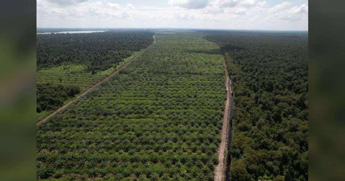 Dukungan Sosial: Kunci Sukses Perkebunan Sawit Lestari di Lahan Gambut