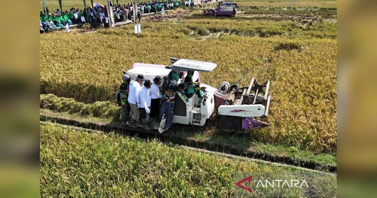 Baznas Dayakan Mustahik Purbalingga lewat Program Lumbung Pangan: Panen Raya 150 Hektare!