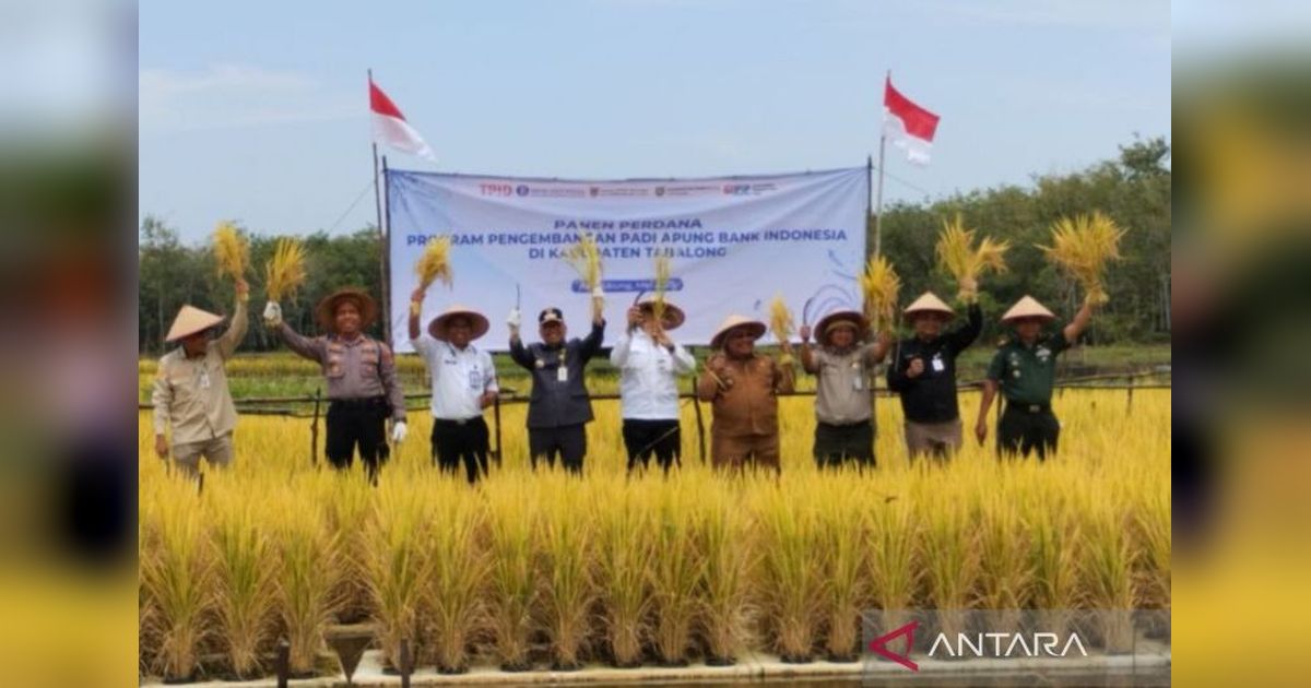 Sukses Panen Perdana Padi Apung di Tabalong, Kalsel: Inovasi Pertanian yang Menjanjikan