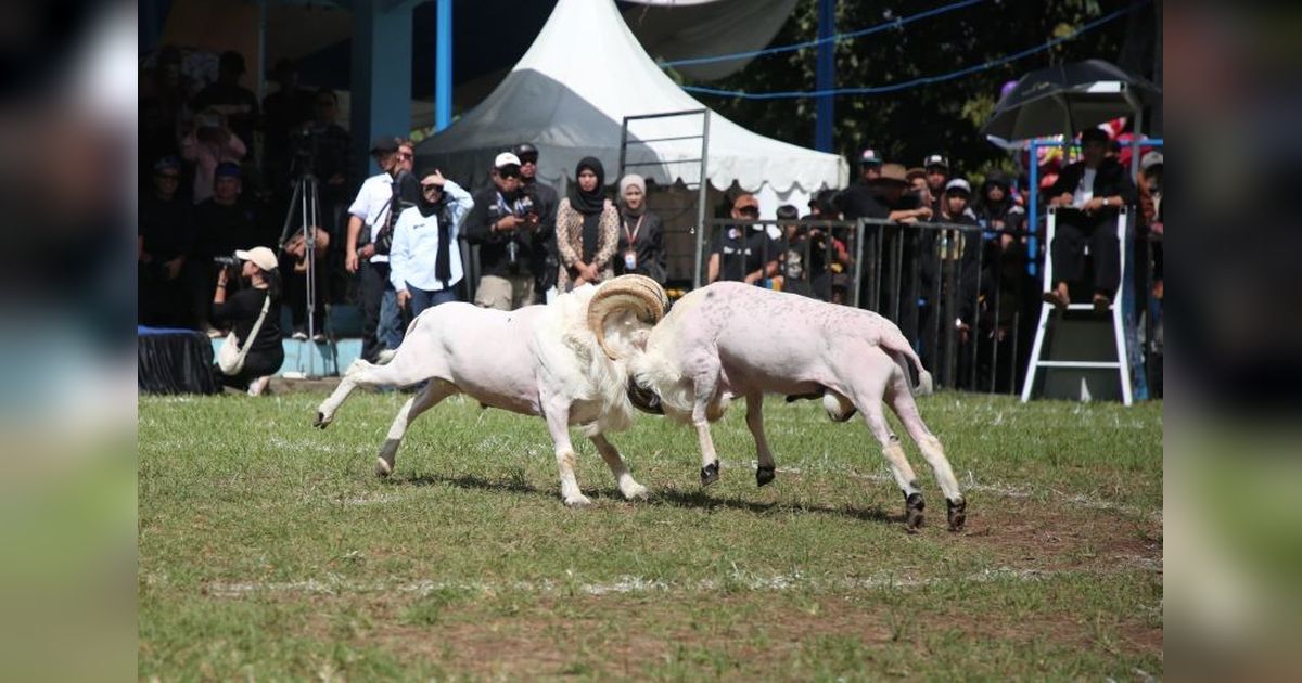 Garut Bangun Objek Wisata Adu Ketangkasan Domba: Butuh Rp36 Miliar!
