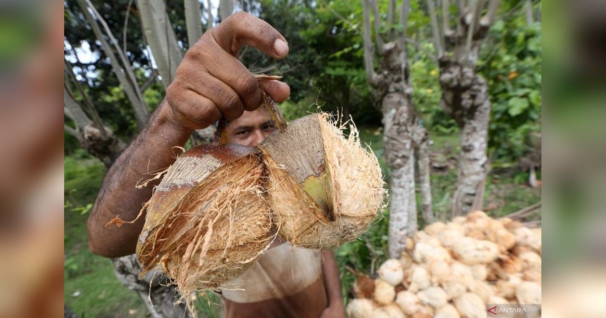 Ironi Kelapa Indonesia: Harga Melonjak, Petani Tak Makmur?