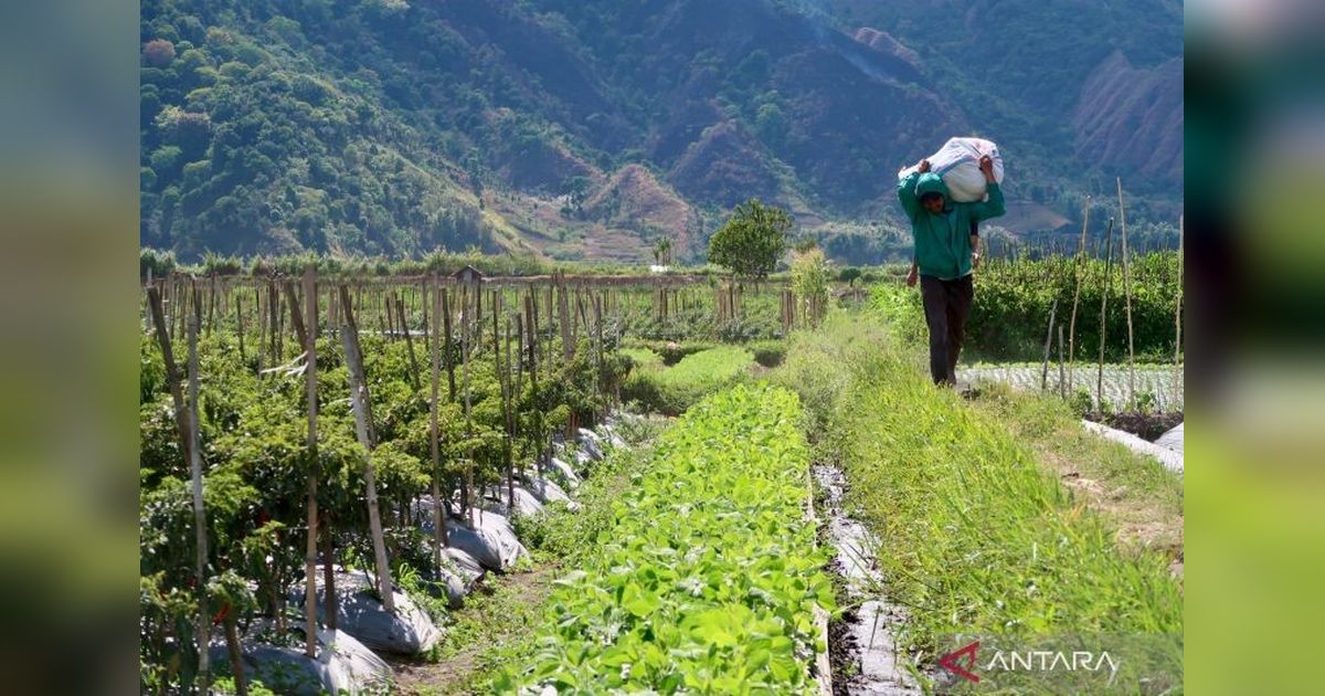 NTB Perketat Izin Alih Fungsi Lahan Pertanian: Jaga Ketahanan Pangan dan Lingkungan