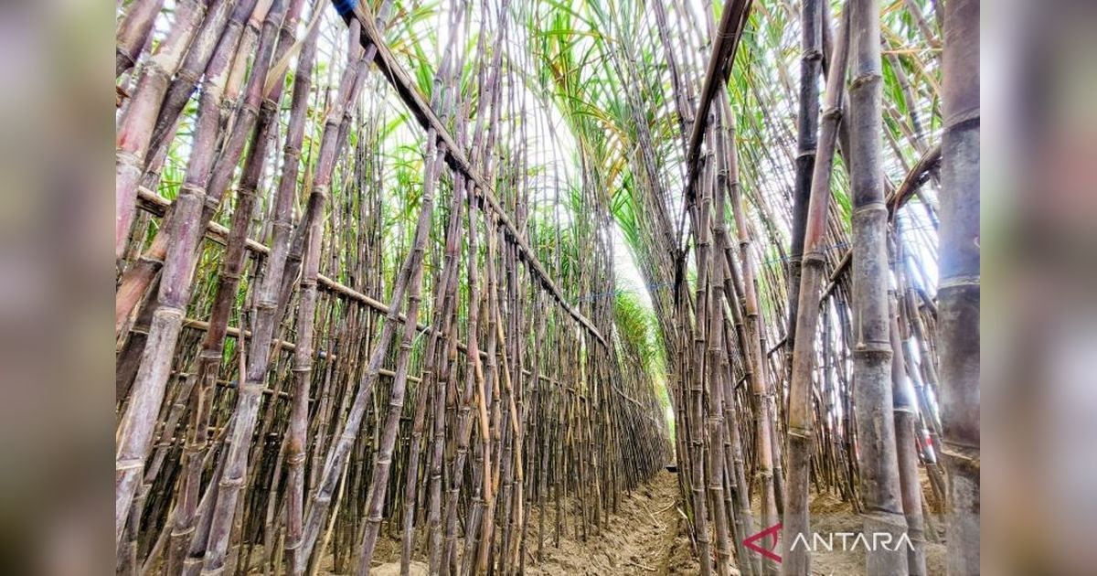 APTR Optimistis PG Asembagus Capai Target Giling Tebu 500 Ribu Ton