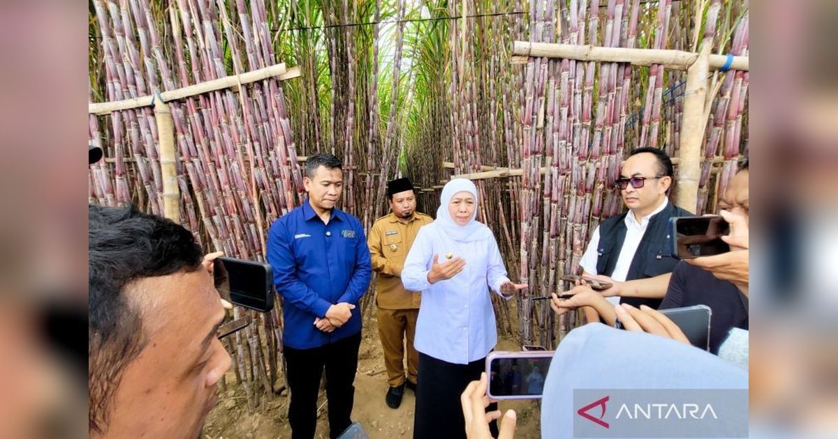 KUR Khusus Petani Tebu: Solusi Tepat Tingkatkan Kesejahteraan dan Swasembada Gula?