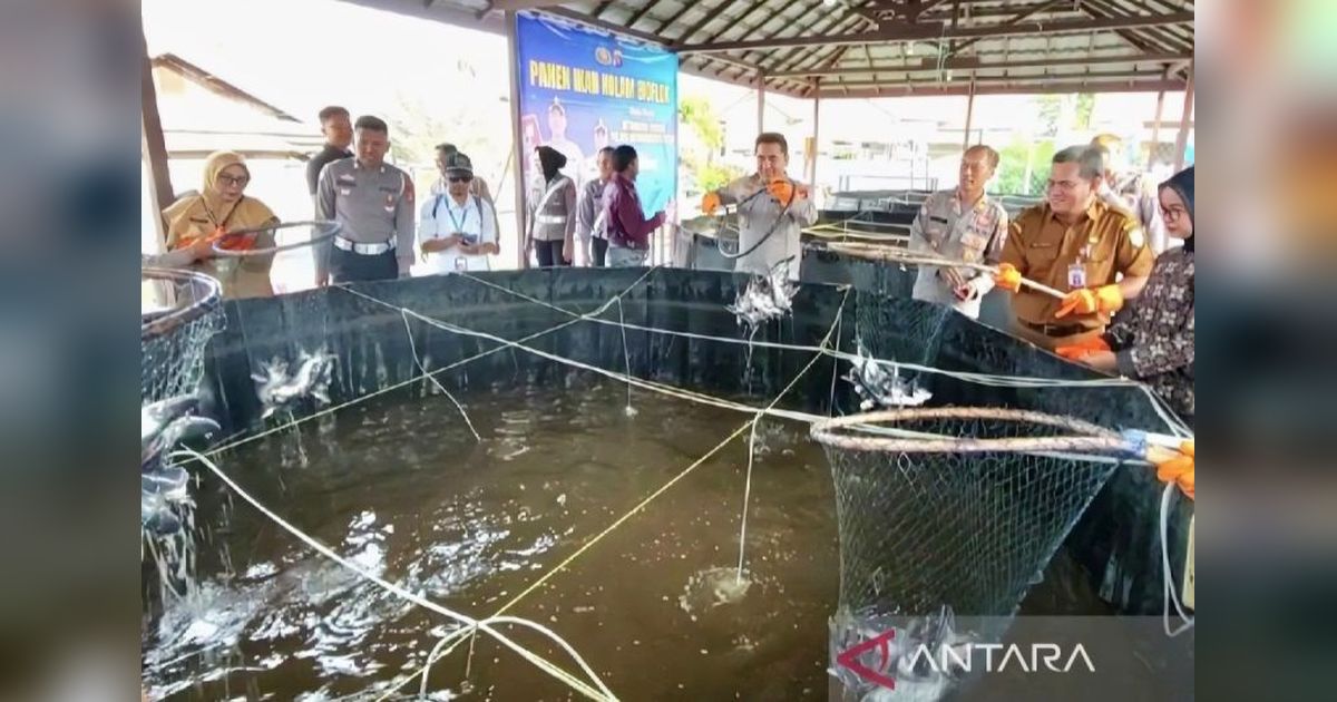 Polres Kotim Panen 200 Kg Ikan Patin, Dukung Program Makan Bergizi Gratis