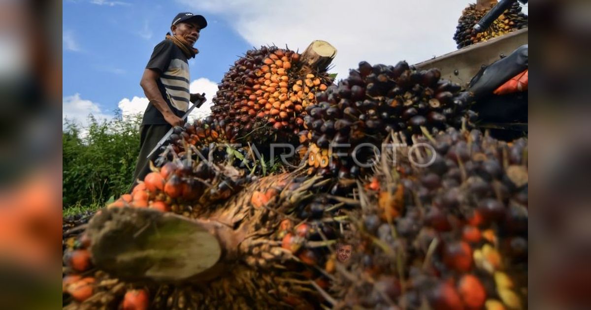 Palmstep Inception: Wujudkan Sawit Berkelanjutan di Kalteng