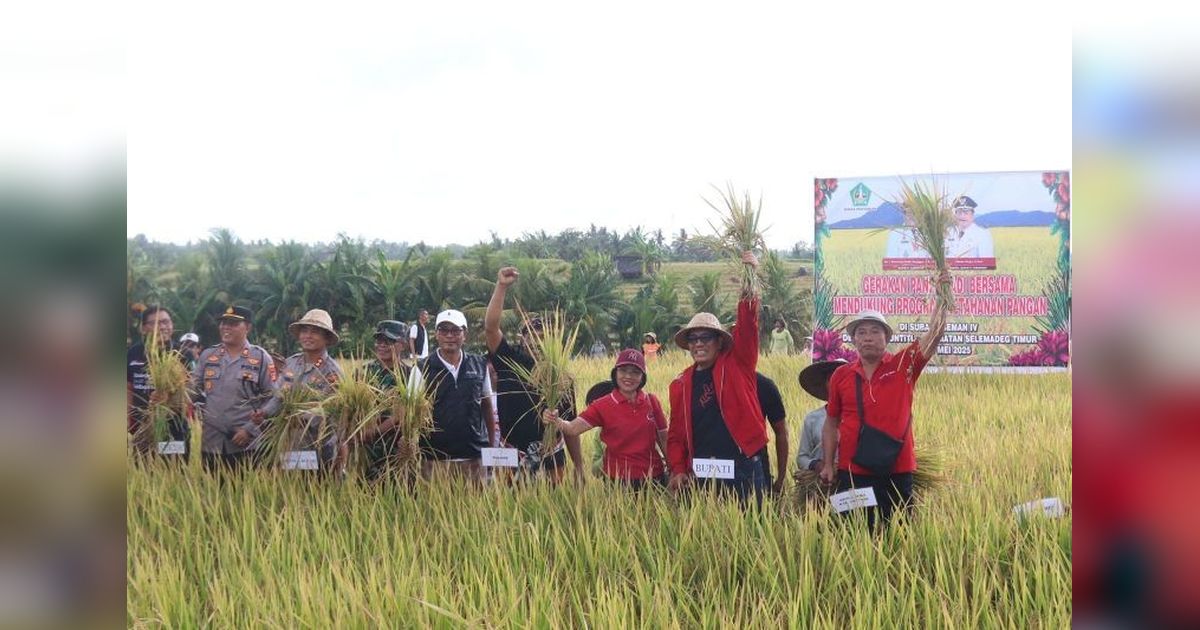 Panen Raya Padi di Tabanan: Bupati Sanjaya Apresiasi Hasil Panen Varietas Nutrizinc