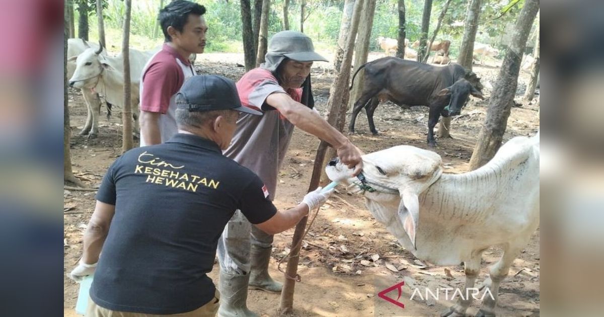 Disnakeswan Lamsel Imbau Peternak Beri Obat Cacing Hewan Kurban Cegah Penyakit
