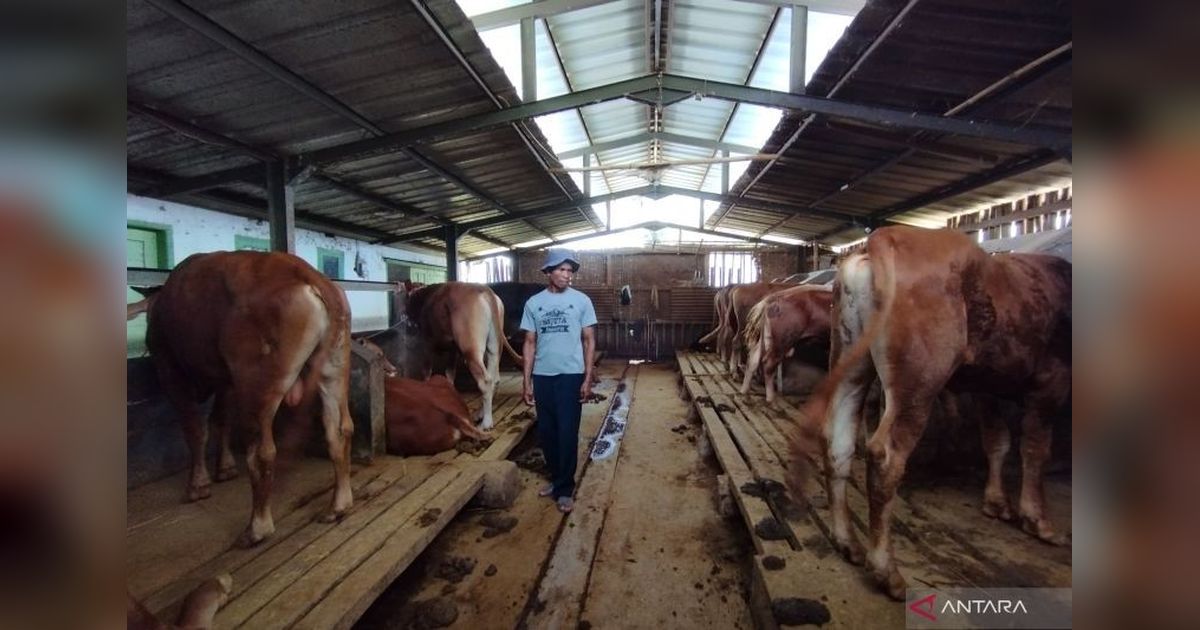 Pasokan Sapi Kurban di Garut Aman Jelang Idul Adha