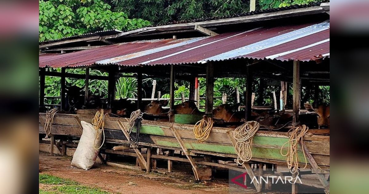 Pemkab Natuna Imbau Peternak Jaga Kebersihan Kandang Sapi Jelang Idul Adha