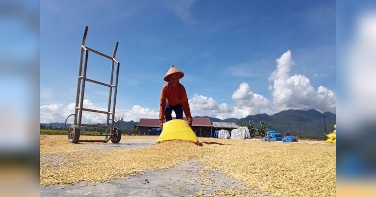 Produksi Beras Sulteng Melimpah: Surplus 75 Ribu Ton dalam Lima Bulan!