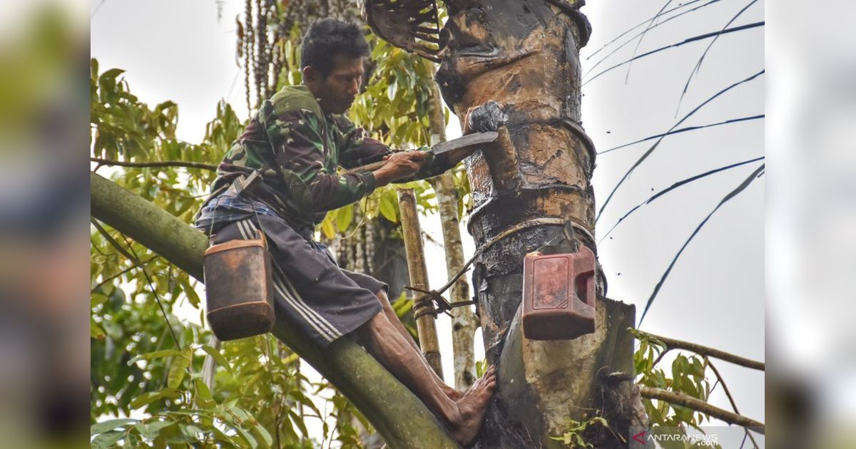 Universitas Mataram Dukung Hilirisasi Aren NTB: Teknologi Sederhana, Nilai Tambah Tinggi