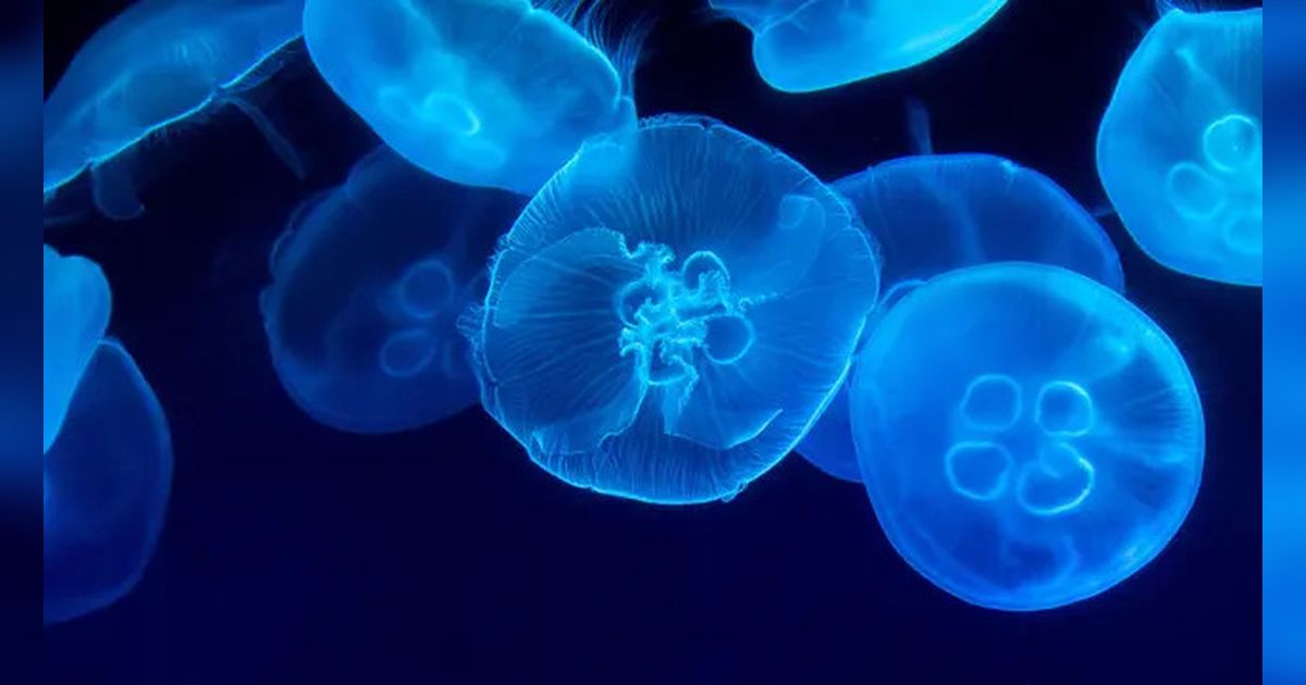 5 Hewan yang Tak Punya Darah