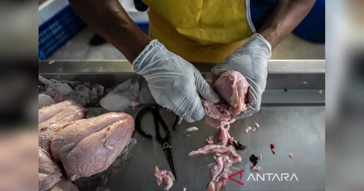 Harga Daging Ayam Rp34.663/kg, Cabai Rawit Turun! Cek Update Harga Pangan Nasional Terbaru