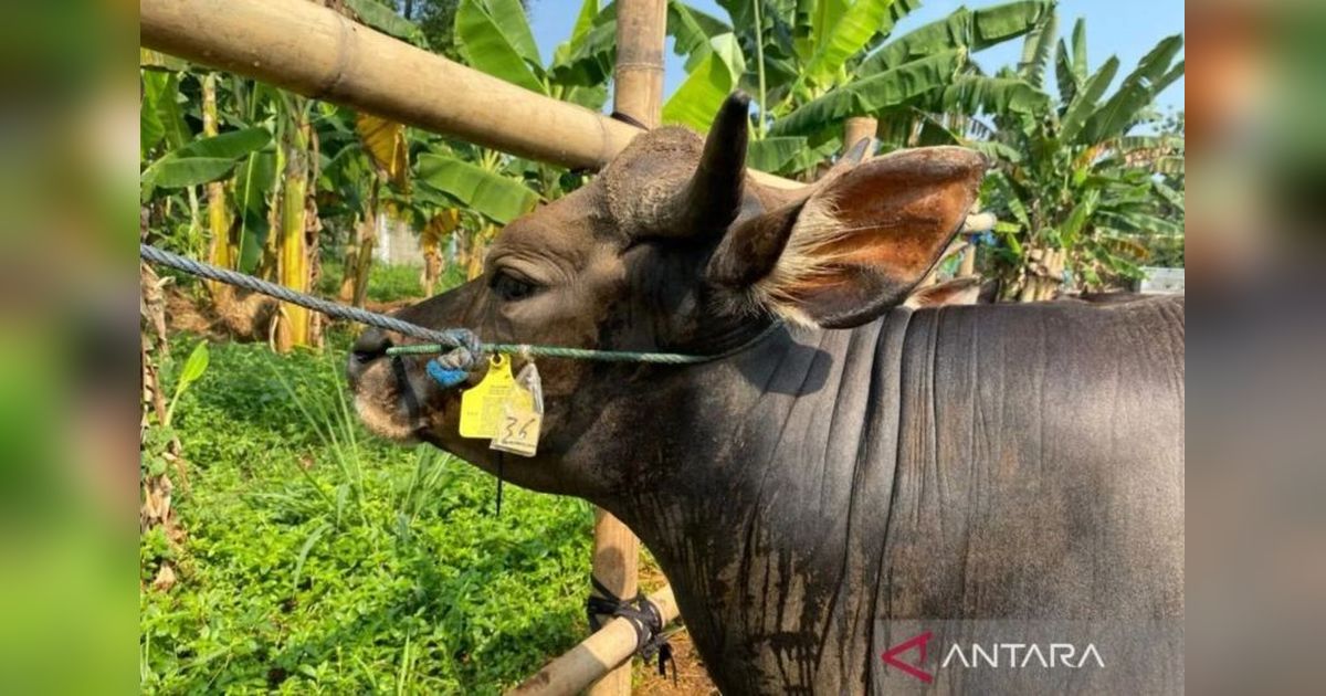 Hewan Kurban di Jaksel Wajib Vaksin PMK dan Bersertifikat Sehat