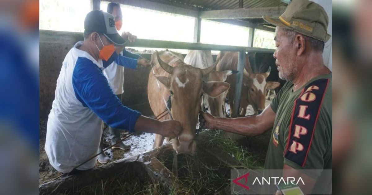 Pemkot Pekalongan Perketat Pengawasan Lalu Lintas Ternak Cegah PMK Jelang Idul Adha