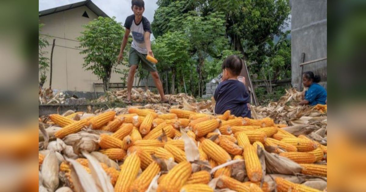 Sulawesi Tengah Surplus Jagung 143.064 Ton hingga Mei 2025