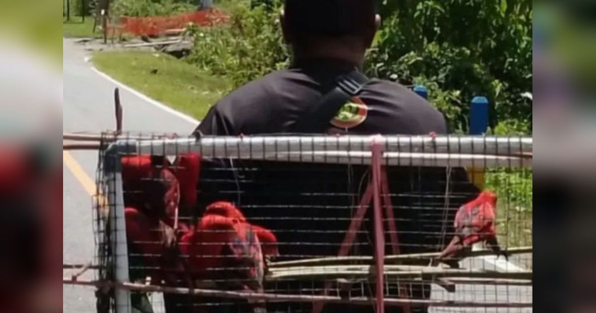 BKSDA Maluku Amankan 15 Nuri Maluku di Seram Barat, Ancaman Perdagangan Ilegal Terungkap