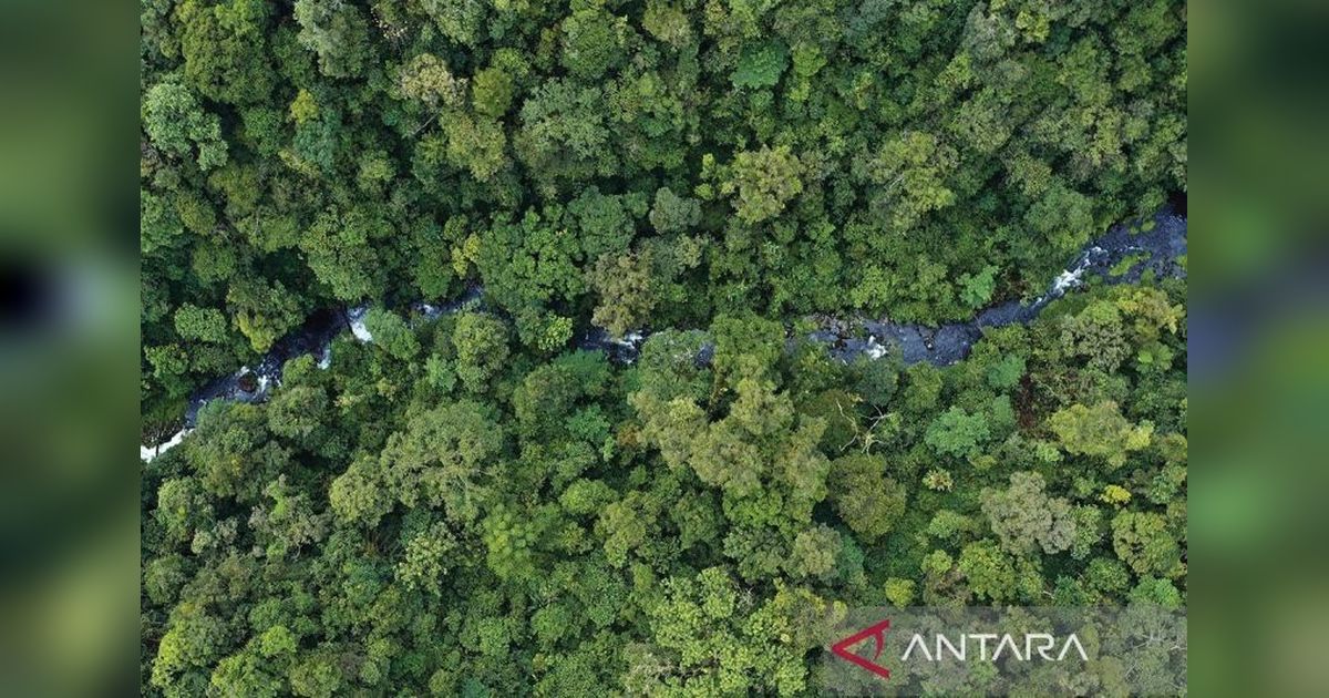 Satu Peta Kehutanan: Jaminan Kepastian Hukum dan Investasi di Sektor Kelapa Sawit?