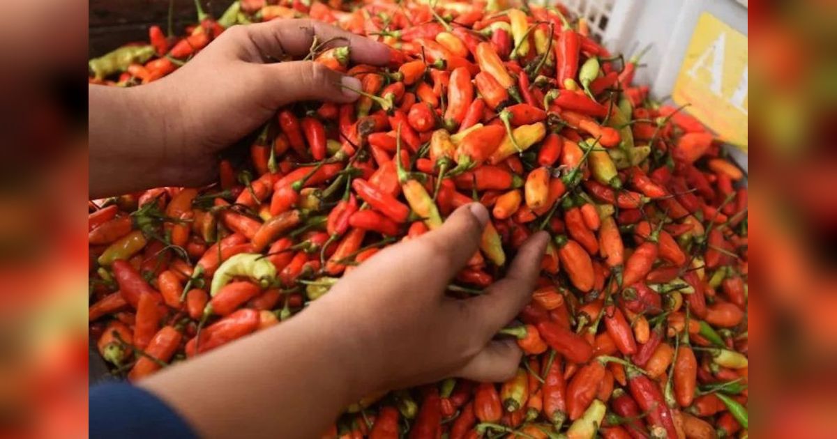 Harga Daging Ayam Tembus Rp36.000/kg, Cabai Rawit Sentuh Rp65.000/kg!