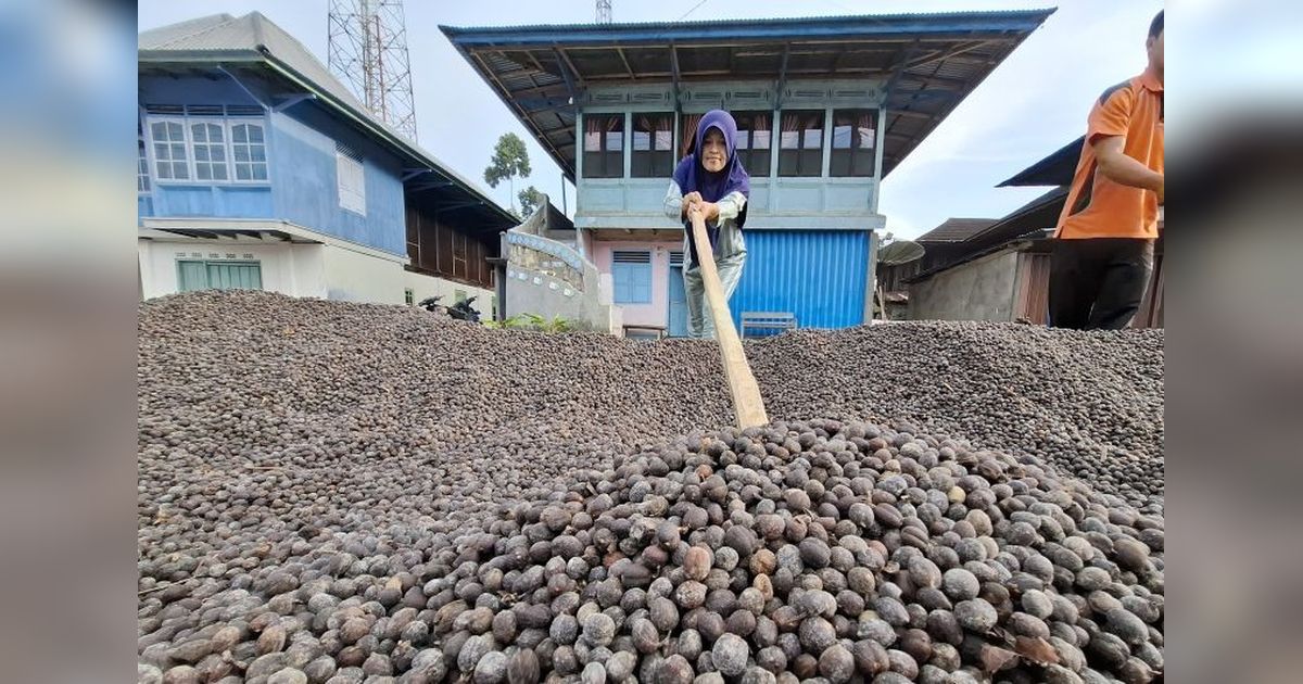 Koperasi Merah Putih: Wadah Potensi Desa di Lampung